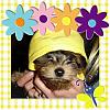 My New Puppy!-colorful-flowers.jpg