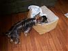 My Yorkie Zoey and Pics-chloe-_zoey007.jpg