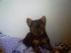 my YORKI !!!!!-0019.jpg
