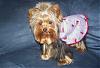 Little Maddie in her Nighty by Jodie...-pjytmaddie.jpg