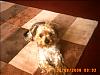 What's your yorkies name?-picture-our-first-shots-468.jpg