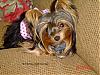 CoCo (formally Rocha) is Home!-badhairday-600-x-450-.jpg