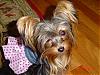 CoCo (formally Rocha) is Home!-cutiecoco-600-x-450-.jpg