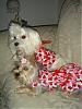 Tinkerbell in her Valentine's dress made by Mommy!!!-picture-2564.jpg