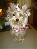 Tinkerbell in her Valentine's dress made by Mommy!!!-picture-2583.jpg