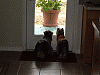 The NEW SISTERS!!!Kizzy and Penny-kizzy-penny-005sized.gif