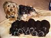 6 Pack (new puppies)-mvc-018f.jpg