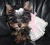 Miss Jewelina's all dressed up!-jewelinainbabyrosedress.jpeg