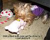 How do you kill a bobo dog? Let Chloe show you....-z-bobo-chloe.jpg