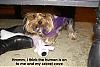 How do you kill a bobo dog? Let Chloe show you....-z-chloe-cave.jpg