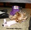 How do you kill a bobo dog? Let Chloe show you....-z-bobo-destroying.jpg