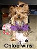 How do you kill a bobo dog? Let Chloe show you....-z-chloe-wins.jpg