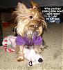 How do you kill a bobo dog? Let Chloe show you....-z-chloes-tuff.jpg