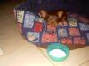 my YORKI !!!!!-0050.jpg