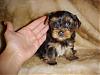6 Pack (new puppies)-pistachio.jpg
