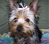 Who knew there was such a little dog under all that hair?!-020407b.jpg