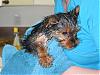 First Bath-1stbath_d.jpg