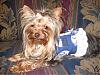 Let's see all the Super Bowl Furkids!-coltslillie.jpg