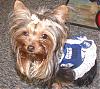 Let's see all the Super Bowl Furkids!-coltslillie3.jpg