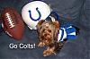 Let's see all the Super Bowl Furkids!-colts1.jpg