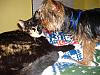 Bentley gives kisses...to the CAT!-kiss4cook.jpg