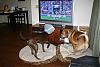 Let's see all the Super Bowl Furkids!-img_9934.jpg