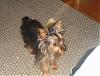 Is Gracie a Yorkie?-gracieczy6.jpg