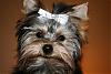 Is Gracie a Yorkie?-img_7830.jpg