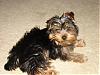 Meet Chewie [again]-dsc00290.jpg