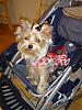 My baby DOLL, in a stroller!!!-picture-2623.jpg