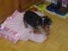 New picts of Princess 3months old.-brownieprincess1-006.jpg