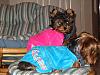 Wookie and baby Zoie-img_0052.jpg