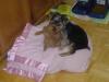 New picts of Princess 3months old.-brownieprincess1-008.jpg