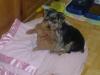 New picts of Princess 3months old.-brownieprincess1-009.jpg