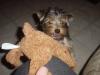 New picts of Princess 3months old.-brownieprincess1-016.jpg
