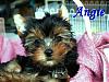 Hello everybody.... newbie here.-angie5.jpg