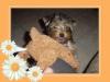 New picts of Princess 3months old.-brownieprincess1-016.jpg