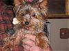 My Yorkies are just children with Fur-woody.jpg