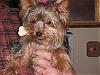 My Yorkies are just children with Fur-woody.jpg