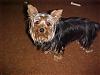 My Yorkies are just children with Fur-mvc-024s.jpg