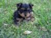 We've decided on a name!-puppy-pictures-6-001-3-.jpg