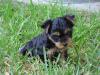 We've decided on a name!-puppy-pictures-6-002-3-.jpg