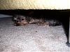 hiding from mommy!-100_1304.jpg