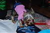 Does your Yorkie have a YT twin?-xmas2006b.jpg