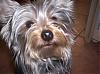 Does your Yorkie have a YT twin?-000_0035.jpg