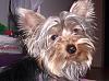 Does your Yorkie have a YT twin?-101_1300.jpg