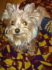 Does your Yorkie have a YT twin?-picture-2682.jpg