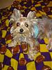 Does your Yorkie have a YT twin?-picture-2665.jpg