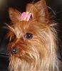 Does your Yorkie have a YT twin?-sissy-2-9.jpg