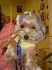 Does your Yorkie have a YT twin?-picture-2628.jpg